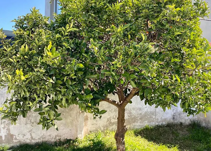 The Orange Tree