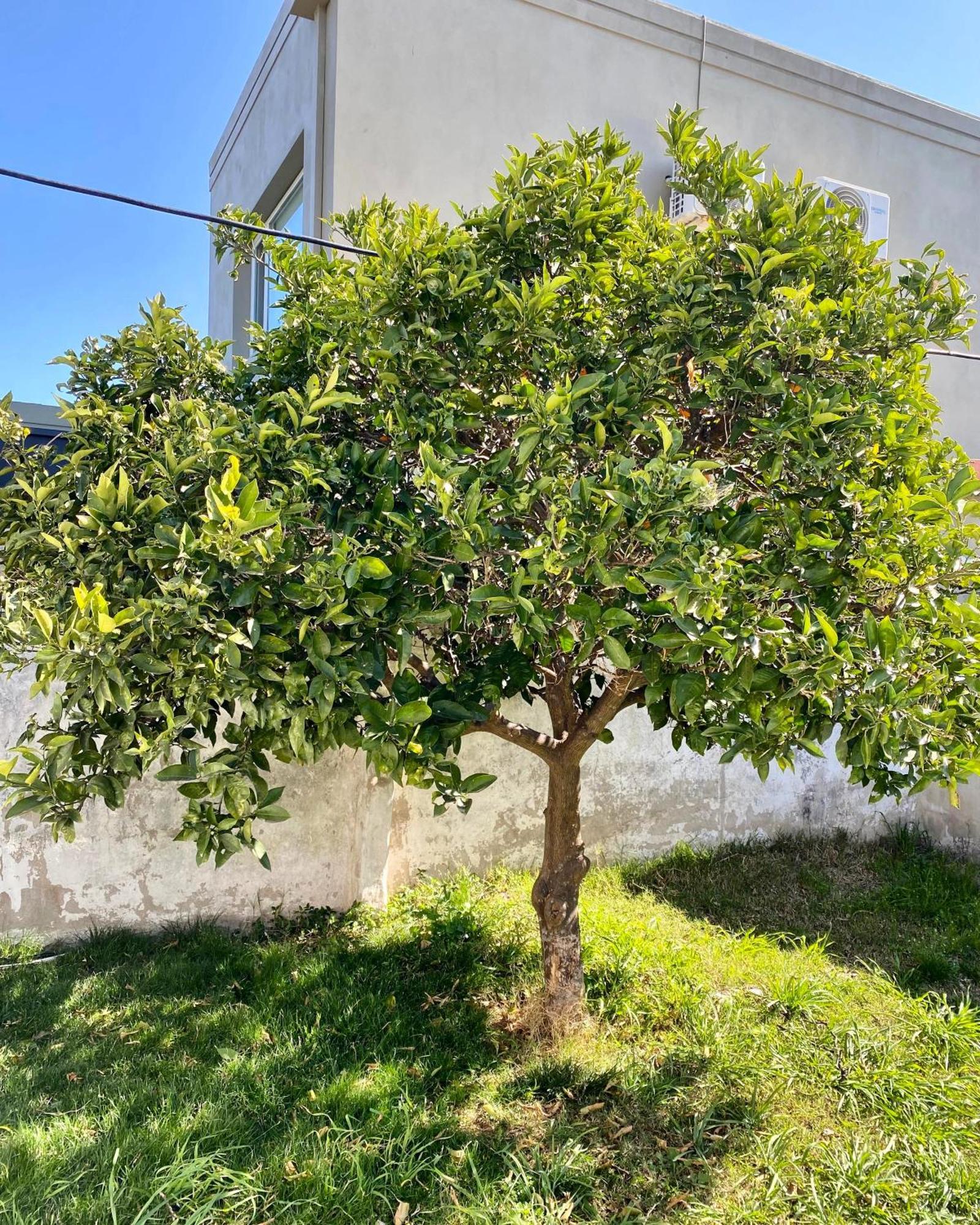 The Orange Tree Holiday home *